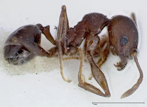Pheidole njassae - FOCOL0247