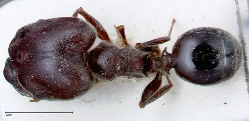 Pheidole njassae - FOCOL0248