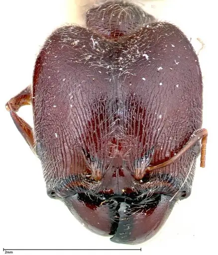 Pheidole njassae - FOCOL0248