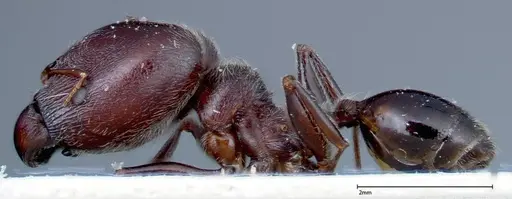 Pheidole njassae - FOCOL0248