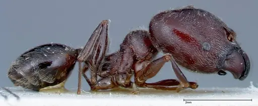 Pheidole njassae - FOCOL0248