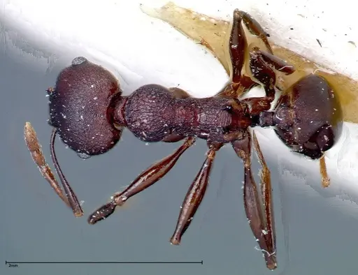 Pheidole njassae - FOCOL0249