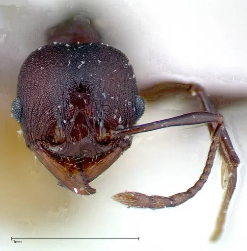 Pheidole njassae - FOCOL0249