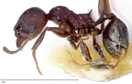 Pheidole njassae - FOCOL0249
