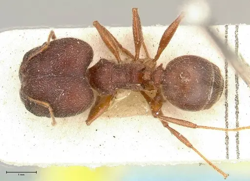 Pheidole njassae - FOCOL0505