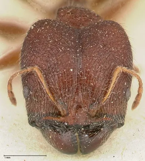 Pheidole njassae - FOCOL0505