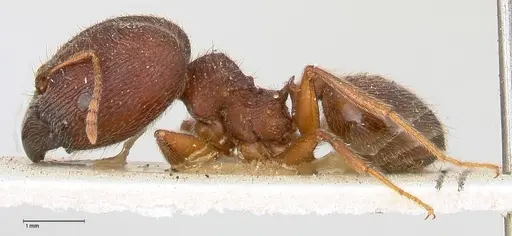 Pheidole njassae - FOCOL0505