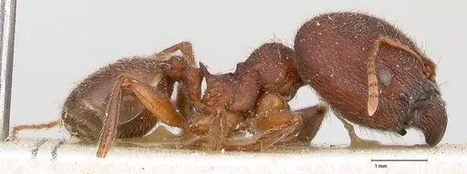 Pheidole njassae - FOCOL0505
