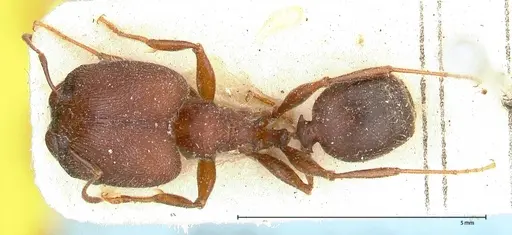 Pheidole njassae - FOCOL0506