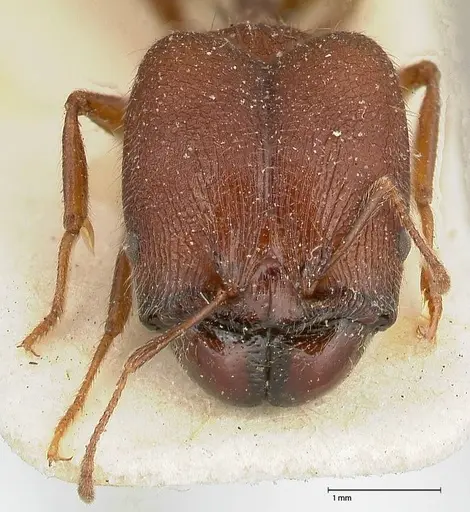 Pheidole njassae - FOCOL0506