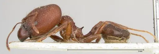 Pheidole njassae - FOCOL0506