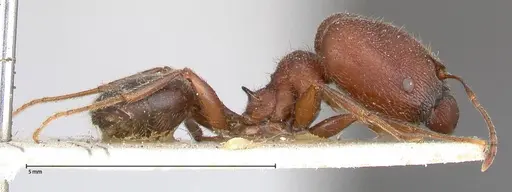 Pheidole njassae - FOCOL0506