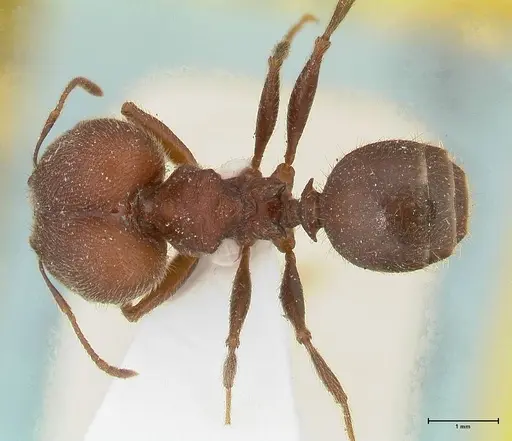 Pheidole njassae - FOCOL0507