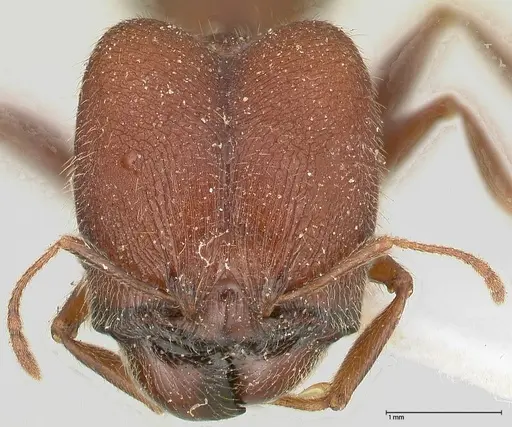 Pheidole njassae - FOCOL0507