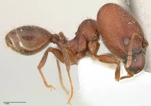 Pheidole njassae - FOCOL0507