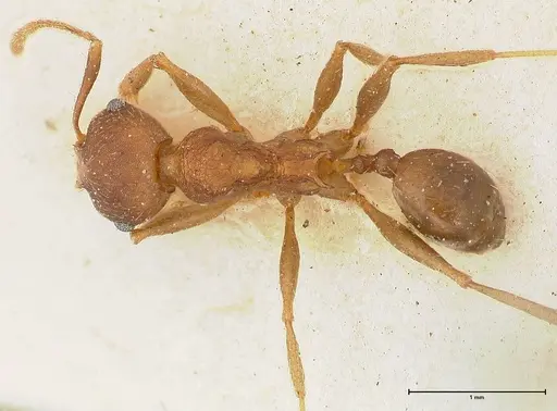 Pheidole njassae - FOCOL0508