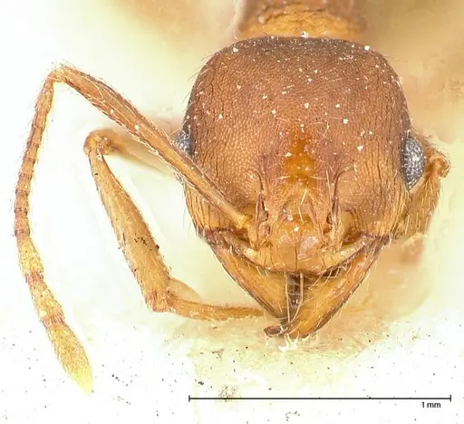 Pheidole njassae - FOCOL0508