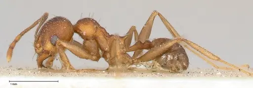 Pheidole njassae - FOCOL0508