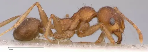 Pheidole njassae - FOCOL0508
