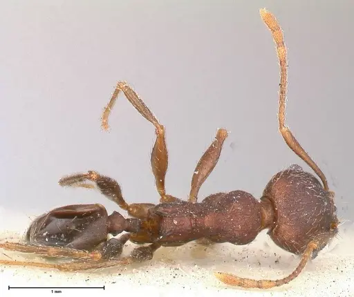 Pheidole njassae - FOCOL0509