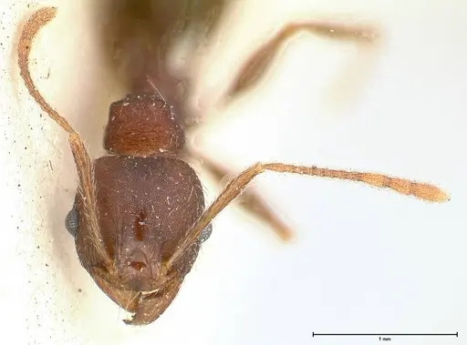 Pheidole njassae - FOCOL0509