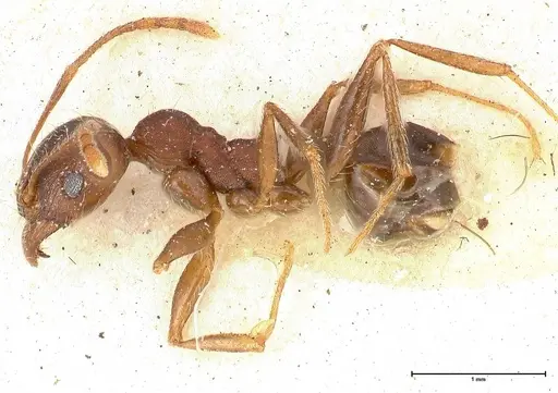 Pheidole njassae - FOCOL0509