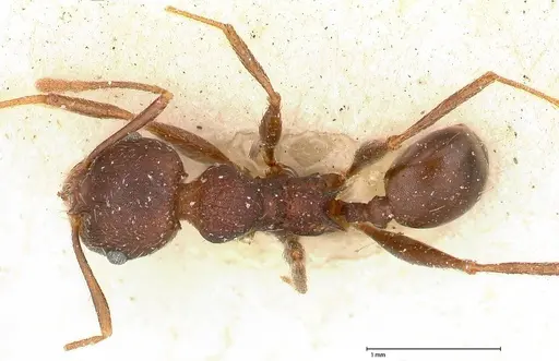 Pheidole njassae - FOCOL0510