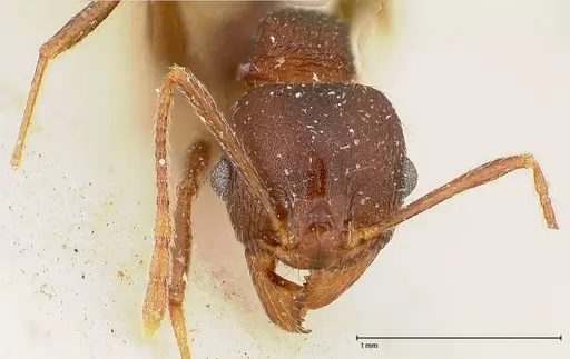 Pheidole njassae - FOCOL0510