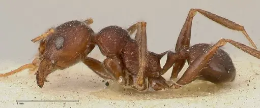 Pheidole njassae - FOCOL0510