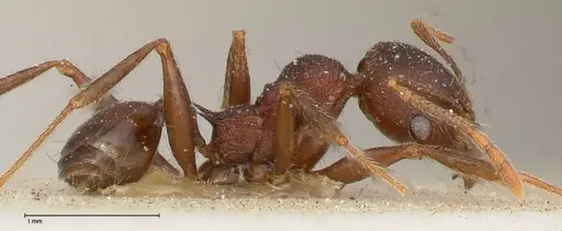 Pheidole njassae - FOCOL0510