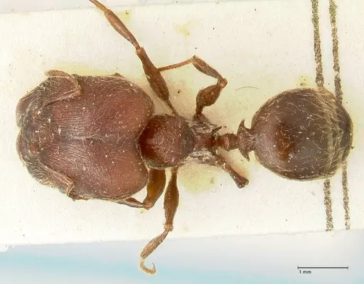 Pheidole njassae - FOCOL1339