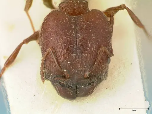 Pheidole njassae - FOCOL1339