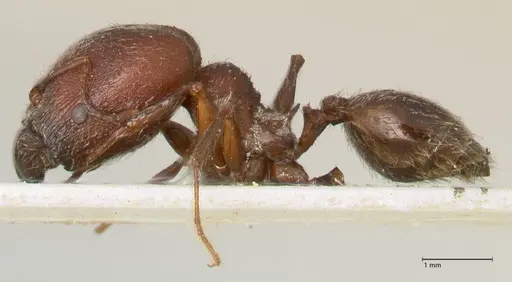 Pheidole njassae - FOCOL1339