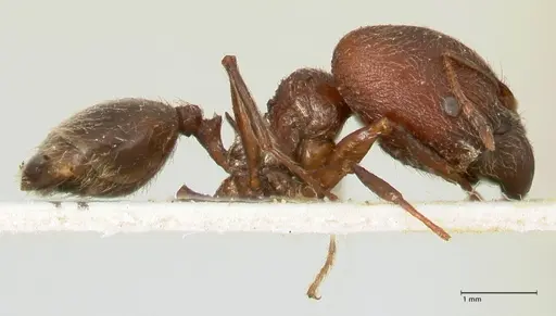 Pheidole njassae - FOCOL1339