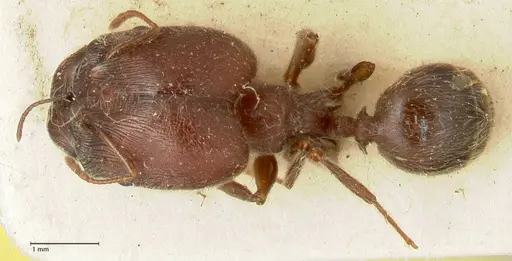 Pheidole njassae - FOCOL1340