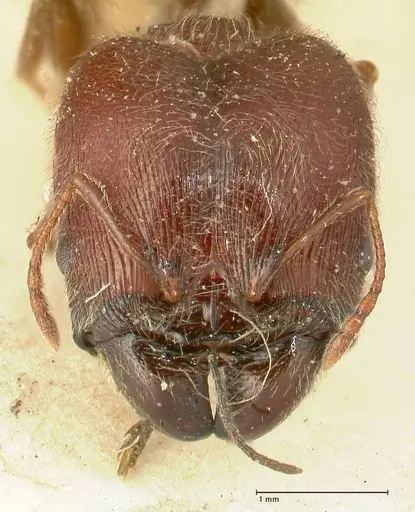 Pheidole njassae - FOCOL1340