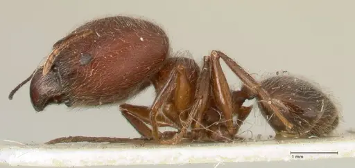 Pheidole njassae - FOCOL1340