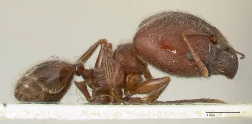 Pheidole njassae - FOCOL1340