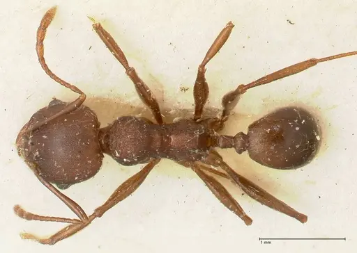 Pheidole njassae - FOCOL1341