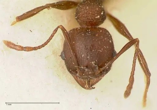 Pheidole njassae - FOCOL1341