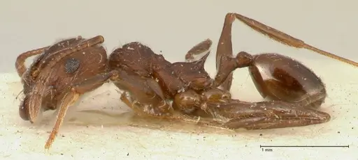 Pheidole njassae - FOCOL1341