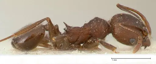 Pheidole njassae - FOCOL1341