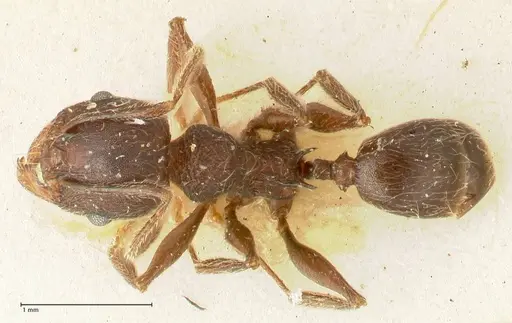 Pheidole njassae - FOCOL1342