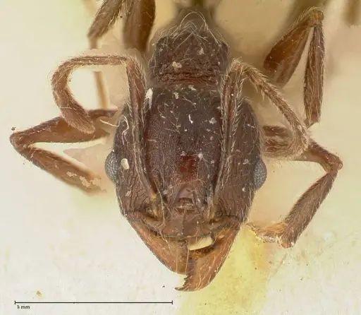Pheidole njassae - FOCOL1342