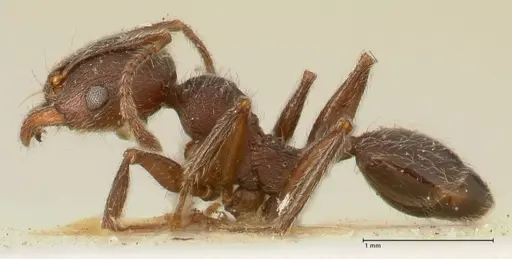 Pheidole njassae - FOCOL1342