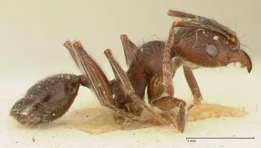 Pheidole njassae - FOCOL1342