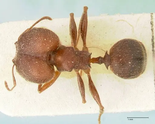 Pheidole njassae - FOCOL1343