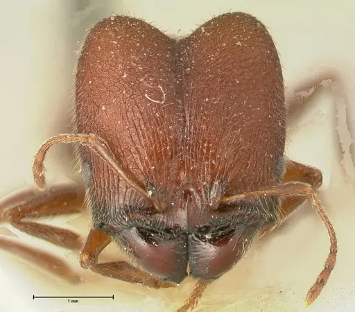 Pheidole njassae - FOCOL1343