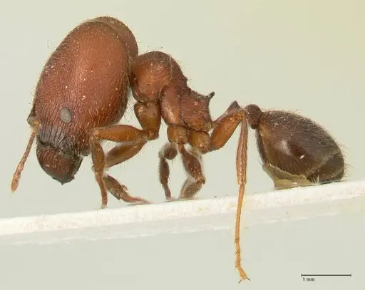 Pheidole njassae - FOCOL1343
