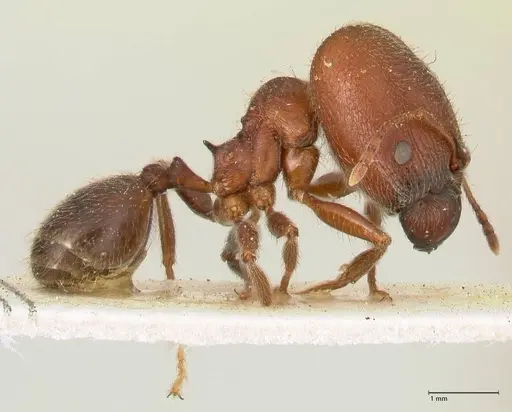Pheidole njassae - FOCOL1343